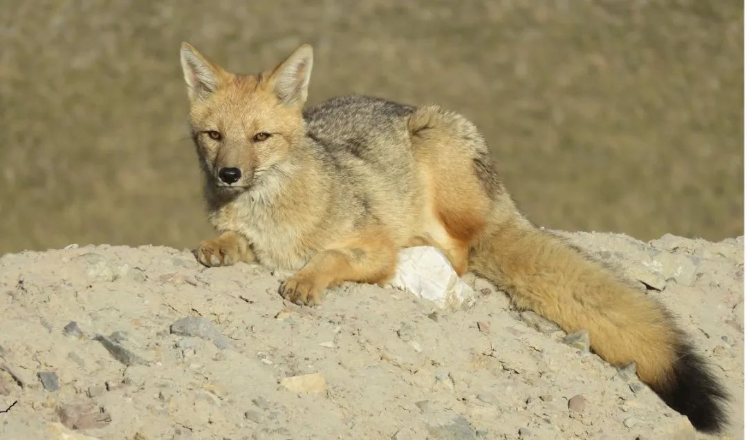 JDB����(�й���)���ٷ���վ