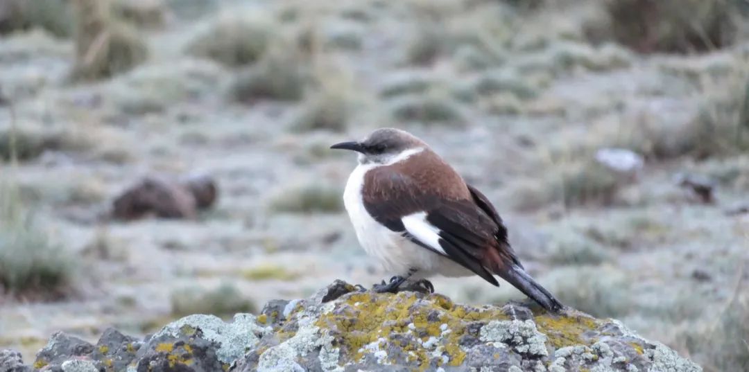 JDB����(�й���)���ٷ���վ